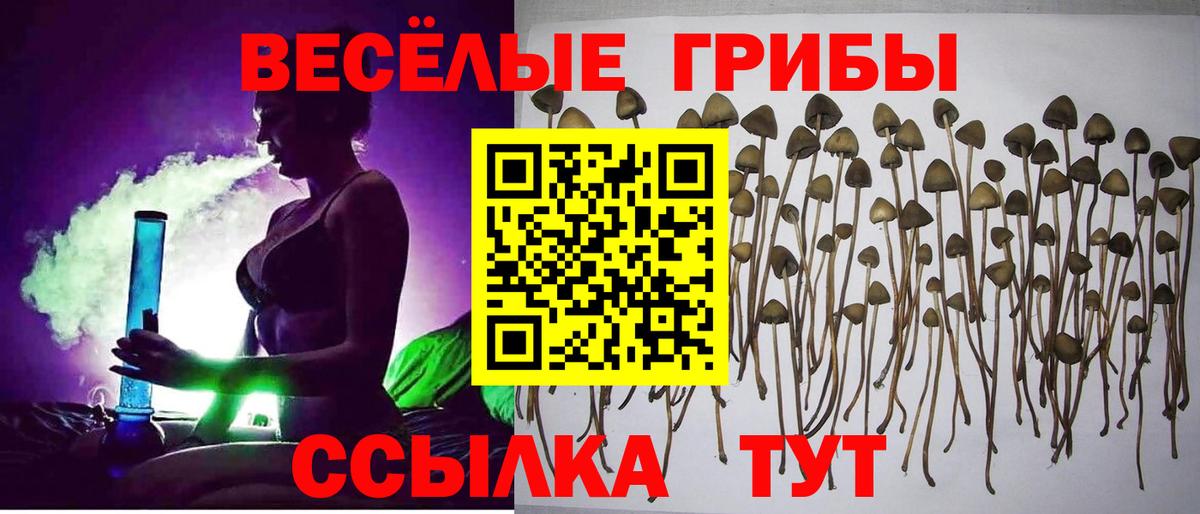 Галлюциногенные грибы Cubensis  Вход с VPN  Королёв 